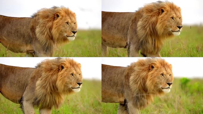 非洲野生雄狮在森林中行走的慢镜头。非洲成年狮子面对森林中的特写镜头