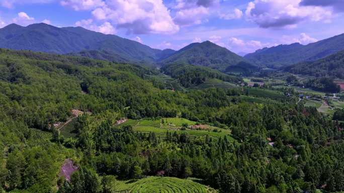 茶园茶场山茶园高山茶绿茶场航拍