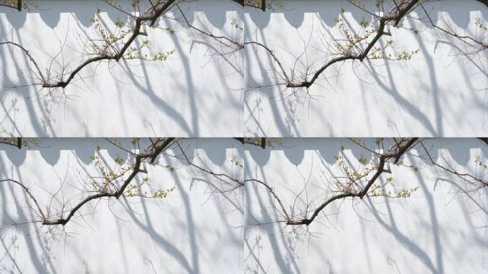 中式园林树枝和白墙传统山水意境