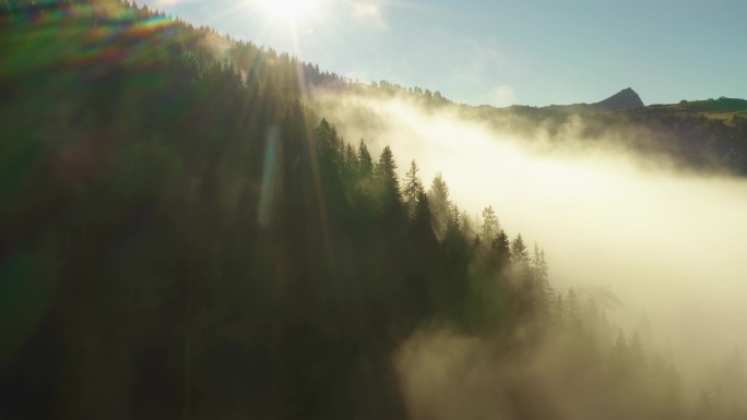 阳光灿烂的日出时分，从阿尔卑斯山的冷杉树枝上升起。浓雾笼罩的巨大的森林山脉