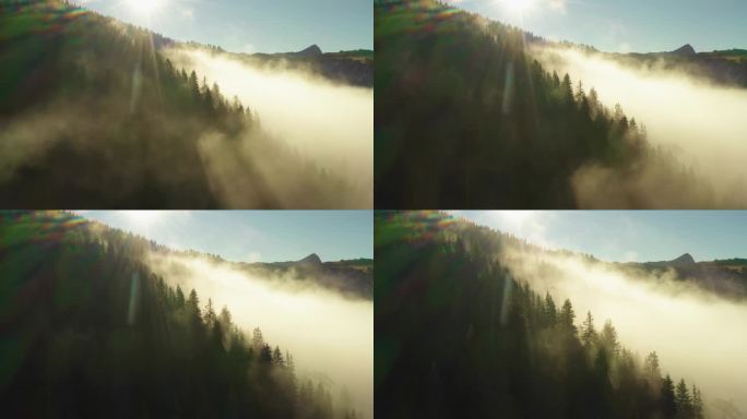 阳光灿烂的日出时分，从阿尔卑斯山的冷杉树枝上升起。浓雾笼罩的巨大的森林山脉