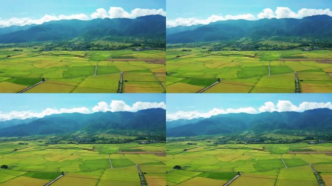 供耕作和耕作的稻田的空中景观