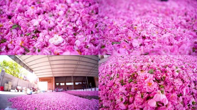 玫瑰花 花朵 花瓣