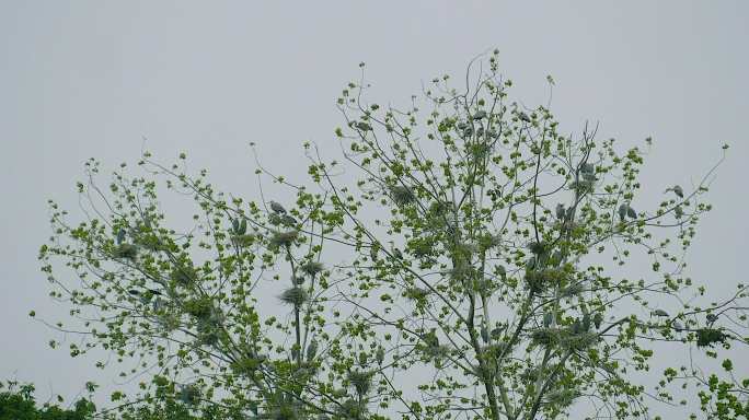 树上的白鹭鸟窝