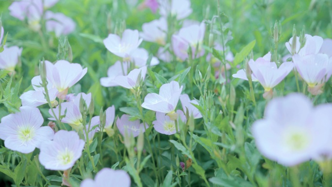 【4K】花卉种植基地