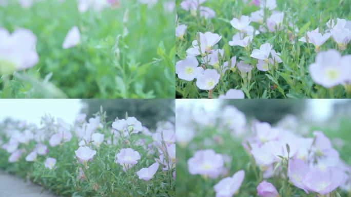 【4K】花卉种植基地