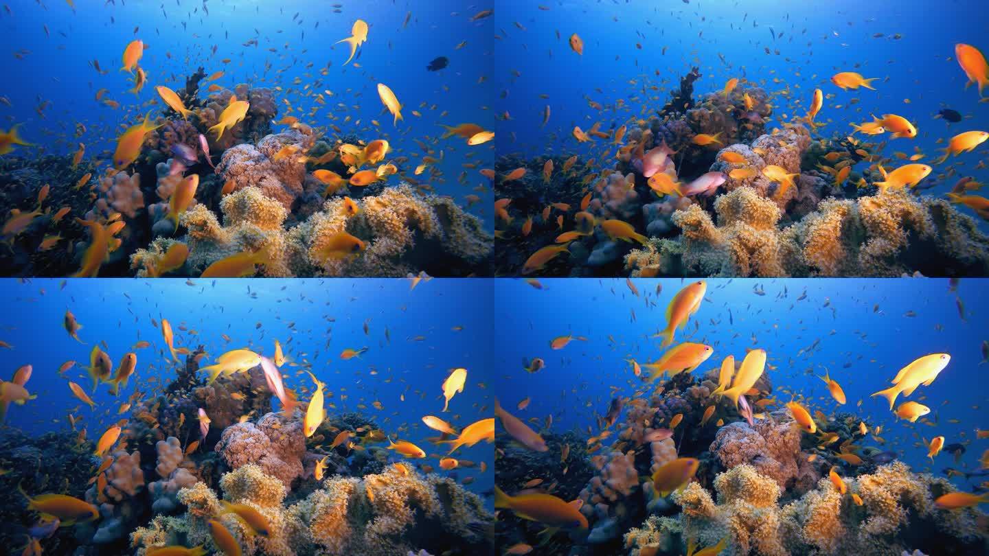 海底鱼。热带鱼礁海洋。五彩斑斓的水下海景。珊瑚礁场景。珊瑚花园海景。五彩斑斓的热带珊瑚礁.
