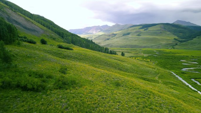 科罗拉多州凤头比尤特附近的刷溪山谷周围有野花的山坡。