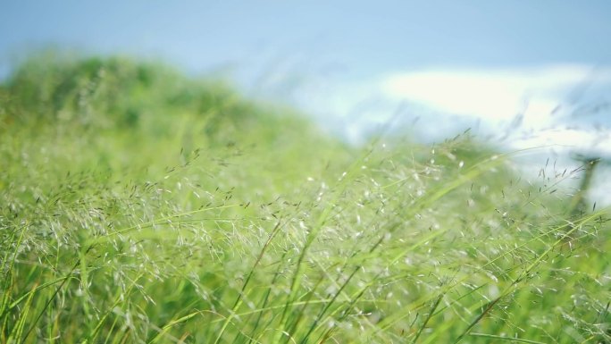 天然草甸绿草花在蓝天的吹拂下缓缓摇曳。美丽的绿色摇曳的银色草地是休闲和浪漫的。它随风飘荡.慢动作.
