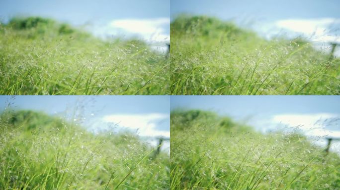 天然草甸绿草花在蓝天的吹拂下缓缓摇曳。美丽的绿色摇曳的银色草地是休闲和浪漫的。它随风飘荡.慢动作.