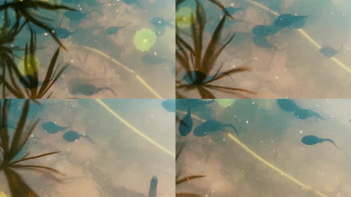 水中游动的蝌蚪