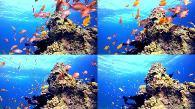 无数五彩斑斓的热带暗礁鱼游着五彩斑斓的海底.水下风景背景