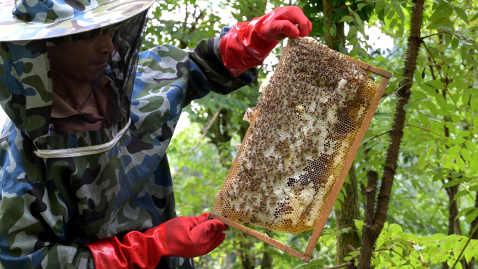 原生态蜂蜜养蜂人管理蜜蜂筑巢天然蜂糖视频