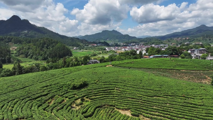 航拍四川洪雅瓦屋山复兴茶园