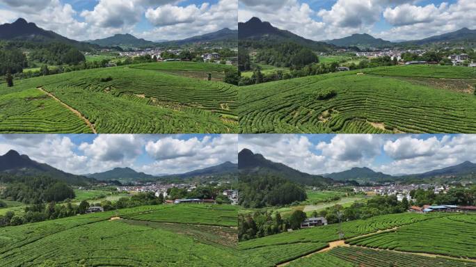 航拍四川洪雅瓦屋山复兴茶园