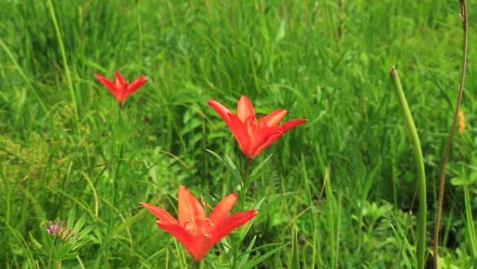 大兴安岭野花野草山灯子花有斑百合渥丹