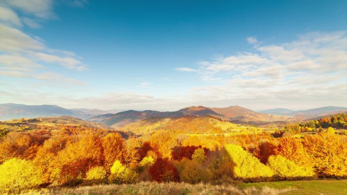 秋天的日落谷在一个多风的秋日，在喀尔巴阡山脉高峰山脚下的一个山谷里，一个浓密的金色杨树的日落的特写。