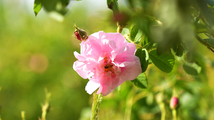 玫瑰花田 大马士革