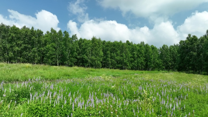 航拍林间草甸野花盛开