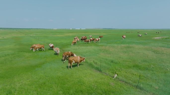 草地牛散养航拍