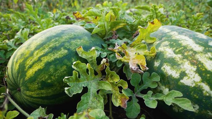 大的成熟条纹西瓜在床上。种植无害环境的西瓜、瓜子。在夏天收获西瓜