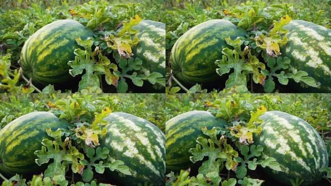 大的成熟条纹西瓜在床上。种植无害环境的西瓜、瓜子。在夏天收获西瓜