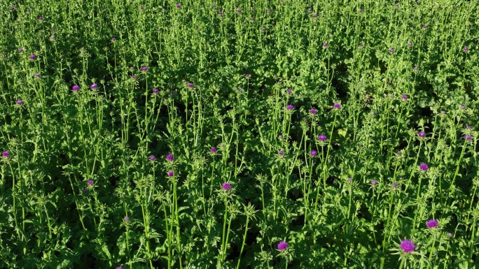 航拍中草药材种植基地田地