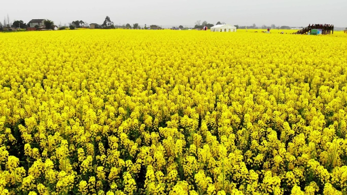 2.成都邛崃油菜花