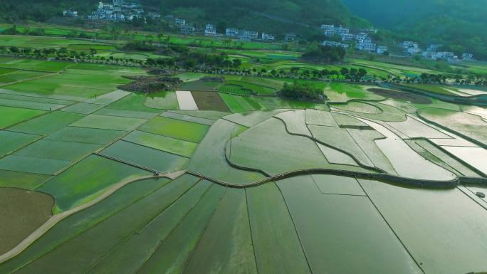 万峰林 水田 水稻 稻田 春天