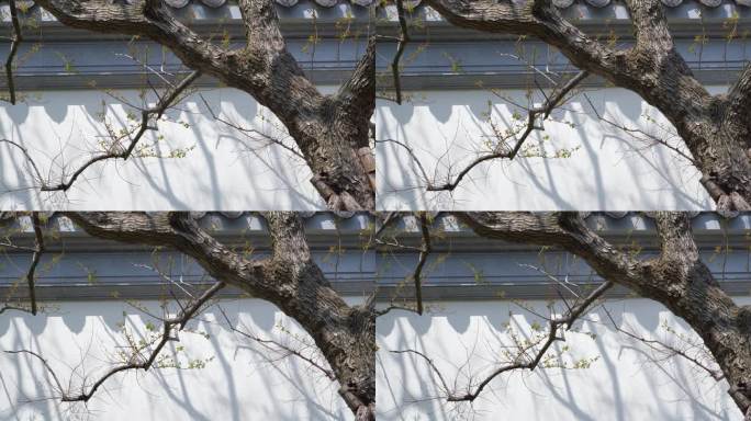 中式园林树枝和白墙传统山水意境