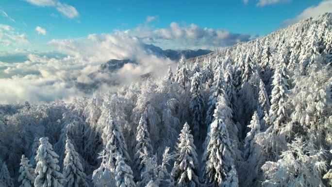 摘要:新雪下后的云杉林和高山景观景色令人目瞪口呆.高山上阳光灿烂的冬日.森林上空滚滚的云朵，白雪覆盖
