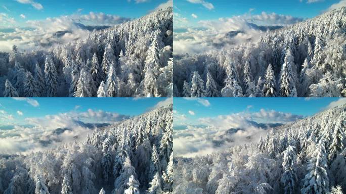 摘要:新雪下后的云杉林和高山景观景色令人目瞪口呆.高山上阳光灿烂的冬日.森林上空滚滚的云朵，白雪覆盖