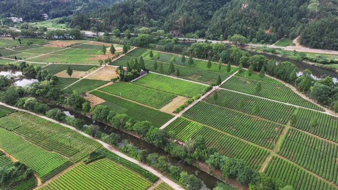 航拍福建南平市武夷山景区茶