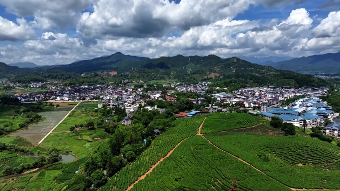 茶园航拍日照绿茶山丘生态茶园