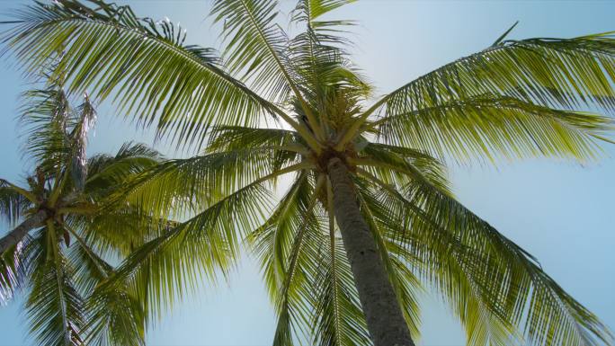 蓝天下的棕榈树.夏威夷热带岛屿上的海滩。金黄色阳光下的棕榈树在红色相机上慢镜头拍摄。椰子树的底部视图