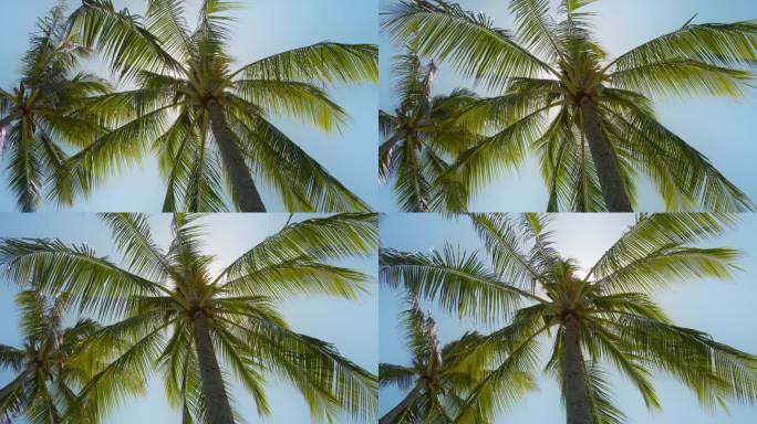 蓝天下的棕榈树.夏威夷热带岛屿上的海滩。金黄色阳光下的棕榈树在红色相机上慢镜头拍摄。椰子树的底部视图