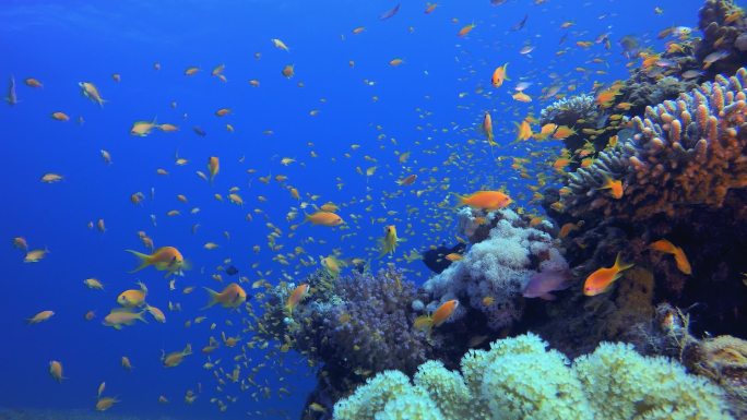 热带多彩的水下海景。水下鱼类花园礁。珊瑚礁场景。珊瑚花园海景. 