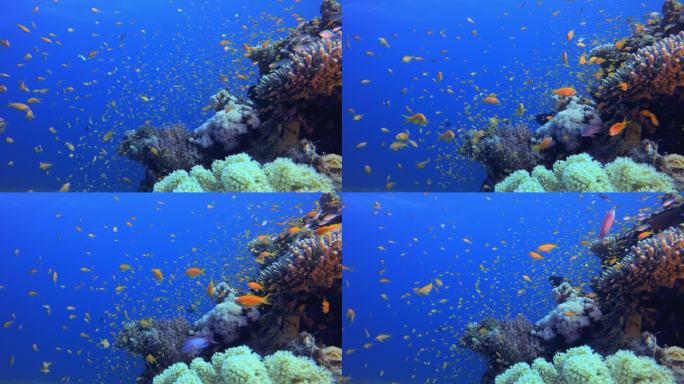 热带多彩的水下海景。水下鱼类花园礁。珊瑚礁场景。珊瑚花园海景. 