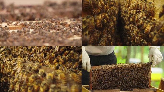 蜜蜂养殖升格