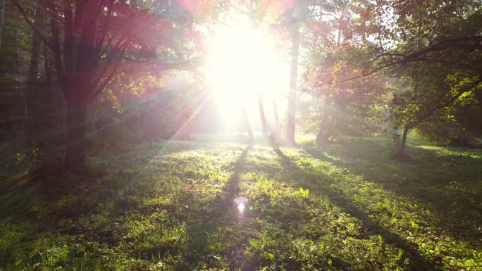 夏日的早晨，在森林里，空中无人机看到的阳光在绿树间闪耀.