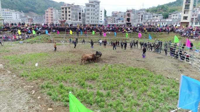 广西那坡县三月三斗牛比赛