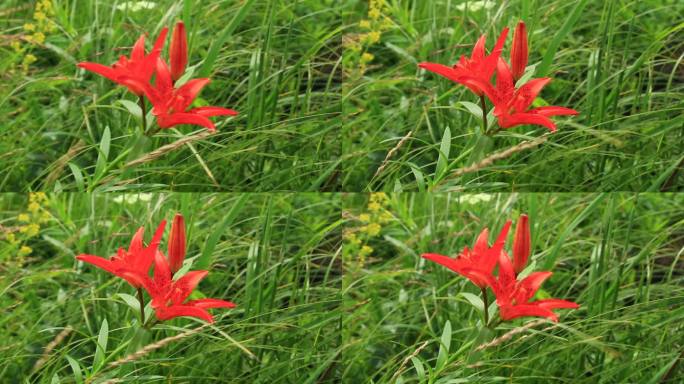 大兴安岭有斑百合红色的花