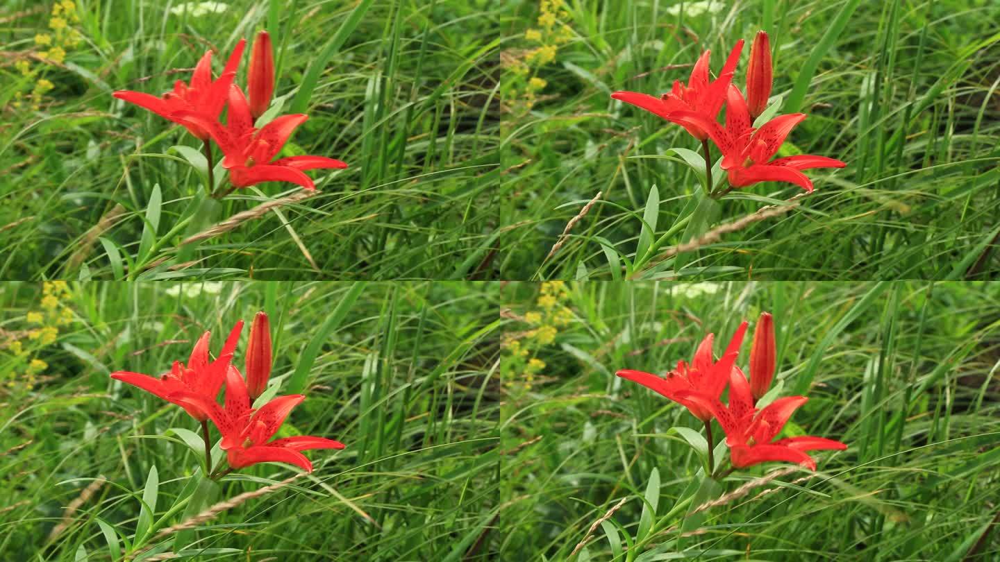 大兴安岭有斑百合红色的花