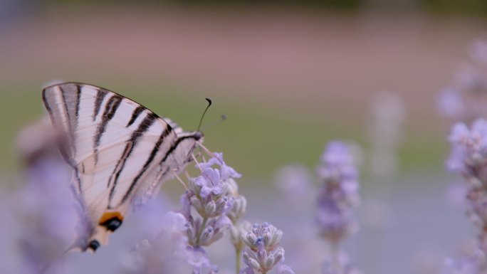 靠近点，道夫：华丽的帆燕尾蝶在芬芳的薰衣草花上。美丽的梨树燕尾蝶，有迷人的乳白色翅膀，花朵薰衣草上有