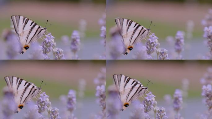 靠近点，道夫：华丽的帆燕尾蝶在芬芳的薰衣草花上。美丽的梨树燕尾蝶，有迷人的乳白色翅膀，花朵薰衣草上有