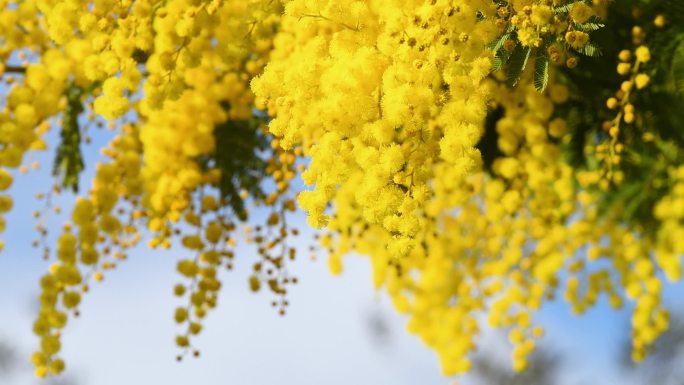 蜜蜂在2月为盛开的美丽的黄色含羞草授粉。3月8日国际妇女节，含羞草的开花分支提供给妇女。