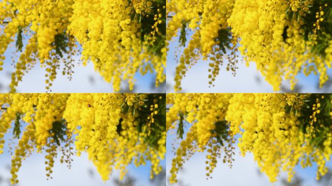蜜蜂在2月为盛开的美丽的黄色含羞草授粉。3月8日国际妇女节，含羞草的开花分支提供给妇女。