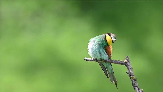 欧洲的食蜂者(Merops apiaster)，一个美丽色彩的鸟坐在一个有绿色背景的树枝上的视频。