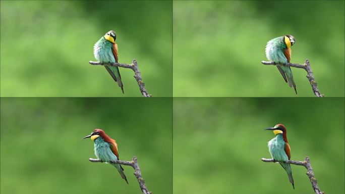 欧洲的食蜂者(Merops apiaster)，一个美丽色彩的鸟坐在一个有绿色背景的树枝上的视频。