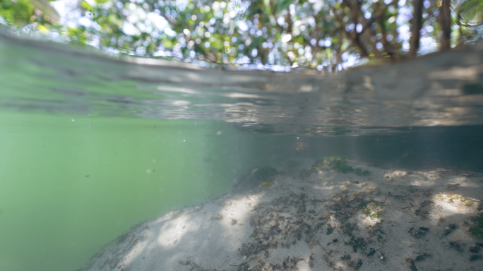 红树林湿地水下光影